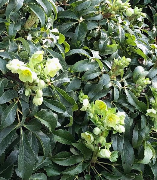 Helleborus argutifolius